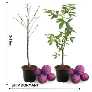 Santa Rosa Plum Tree Live Plant, 2-3 Feet Tall, Sweet Plum Fruit Tree, Plum Plant Live, Come In Pot