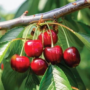 Cherry Tree Live Plant, 2-3 Feet Tall, Sweet Cherry Fruit Tree, In Pot, Dormant, No Leaves, Cherry Plant Live