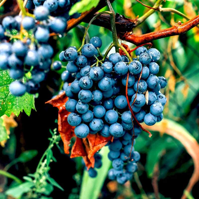 Grape Vine Live Plant, Grape Plant Live For Planting, 2-3 Feet Tall, Grape Tree Live Plant