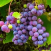 Eastern Concord Grape Vine