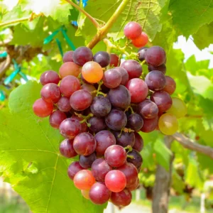 Flame Seedless Grape Vine