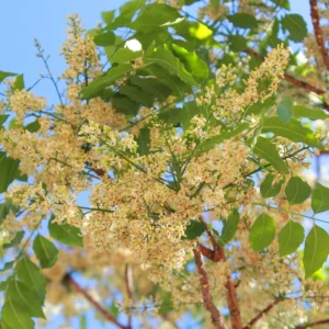 Neem Tree Live Plant, 8-10 Inch Tall, Neem Plant Live, Neem Tree Plant Live, Neem Seedling