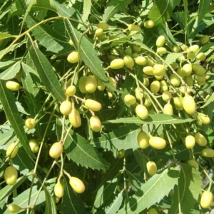 Neem Tree Live Plant, 8-10 Inch Tall, Neem Plant Live, Neem Tree Plant Live, Neem Seedling