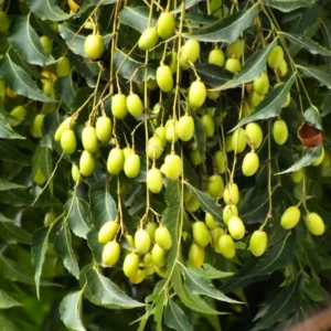 Neem Tree Live Plant, 8-10 Inch Tall, Neem Plant Live, Neem Tree Plant Live, Neem Seedling