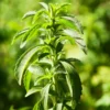 2 Stevia Plants Live, 5-9 Inch Tall, Stevia Seedlings for Indoor Outdoor Planting, Sweet Stevia Herb