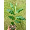 Awapuhi Shampoo Ginger Plant Live, 5-9 Inch Tall, Zingiber Zerumbet Pinecone Ginger Seedling