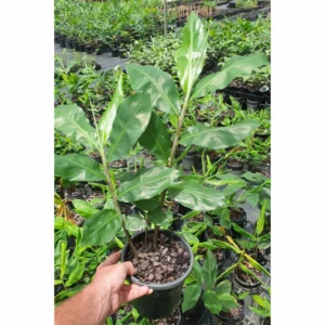 Awapuhi Shampoo Ginger Plant Live, 5-9 Inch Tall, Zingiber Zerumbet Pinecone Ginger Seedling