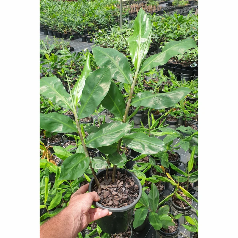 Awapuhi Shampoo Ginger Plant Live, 5-9 Inch Tall, Zingiber Zerumbet Pinecone Ginger Seedling