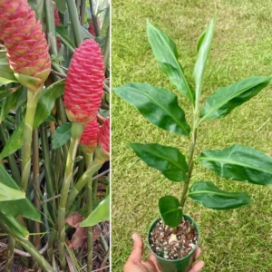 Awapuhi Shampoo Ginger Plant Live, 5-9 Inch Tall, Zingiber Zerumbet Pinecone Ginger Seedling