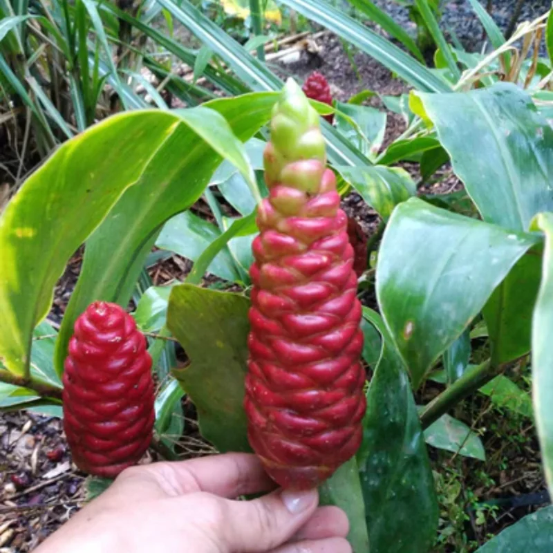Awapuhi Shampoo Ginger Plant Live, 5-9 Inch Tall, Zingiber Zerumbet Pinecone Ginger Seedling