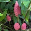 Awapuhi Shampoo Ginger Plant Live, 5-9 Inch Tall, Zingiber Zerumbet Pinecone Ginger Seedling