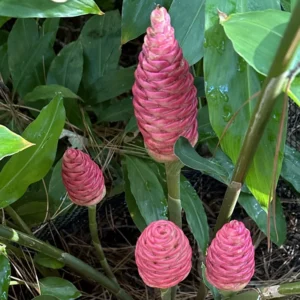 Awapuhi Shampoo Ginger Plant Live, 5-9 Inch Tall, Zingiber Zerumbet Pinecone Ginger Seedling