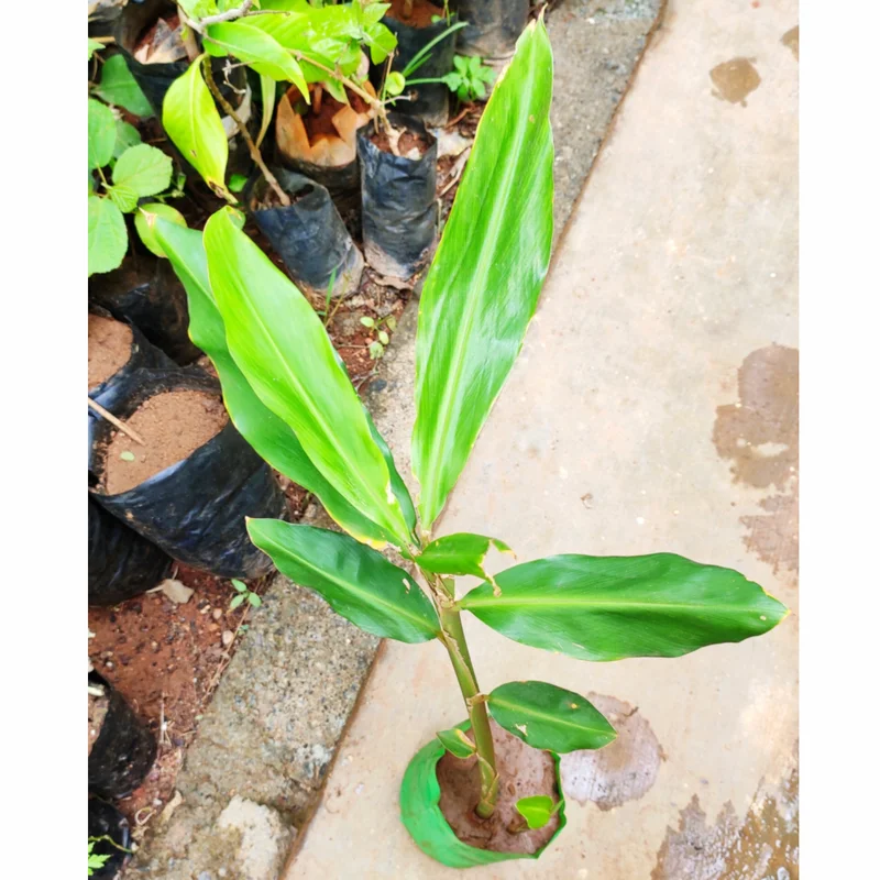 Shampoo Ginger Plant Live, Zingiber Zerumbet Ginger Seedling, 5-9 Inch Tall, Pinecone Ginger Live for Planting