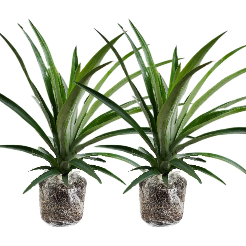 2 Pineapple Plants Live, 5-9 Inc Tall, Pineapple Fruit Trees Live Plants, Pineapple Seedlings