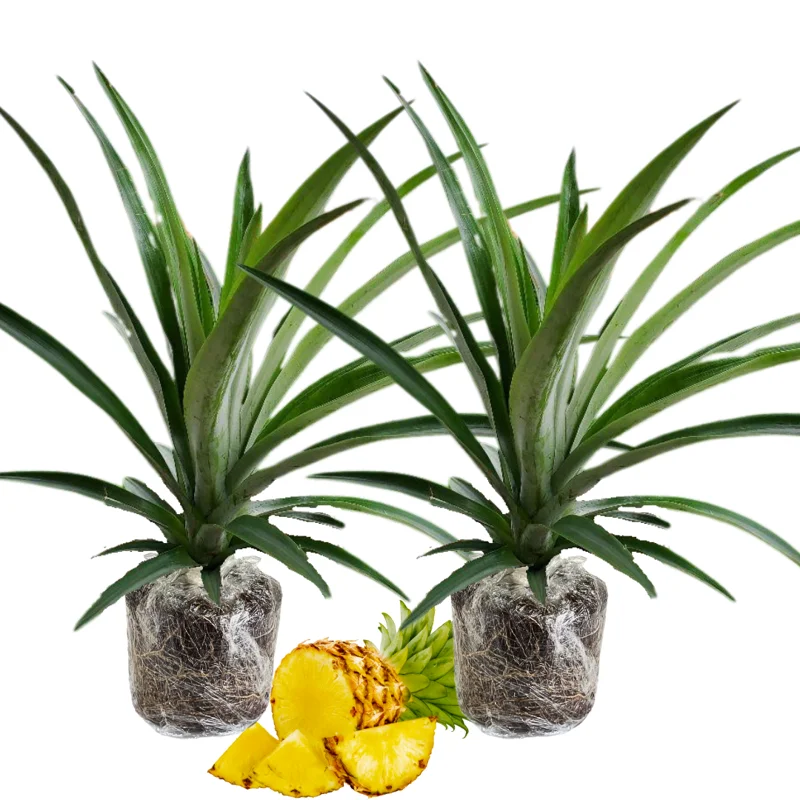 2 Pineapple Plants Live, 5-9 Inc Tall, Pineapple Fruit Trees Live Plants, Pineapple Seedlings