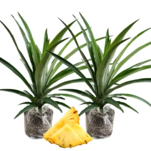 2 Pineapple Plants Live, 5-9 Inc Tall, Pineapple Fruit Trees Live Plants, Pineapple Seedlings