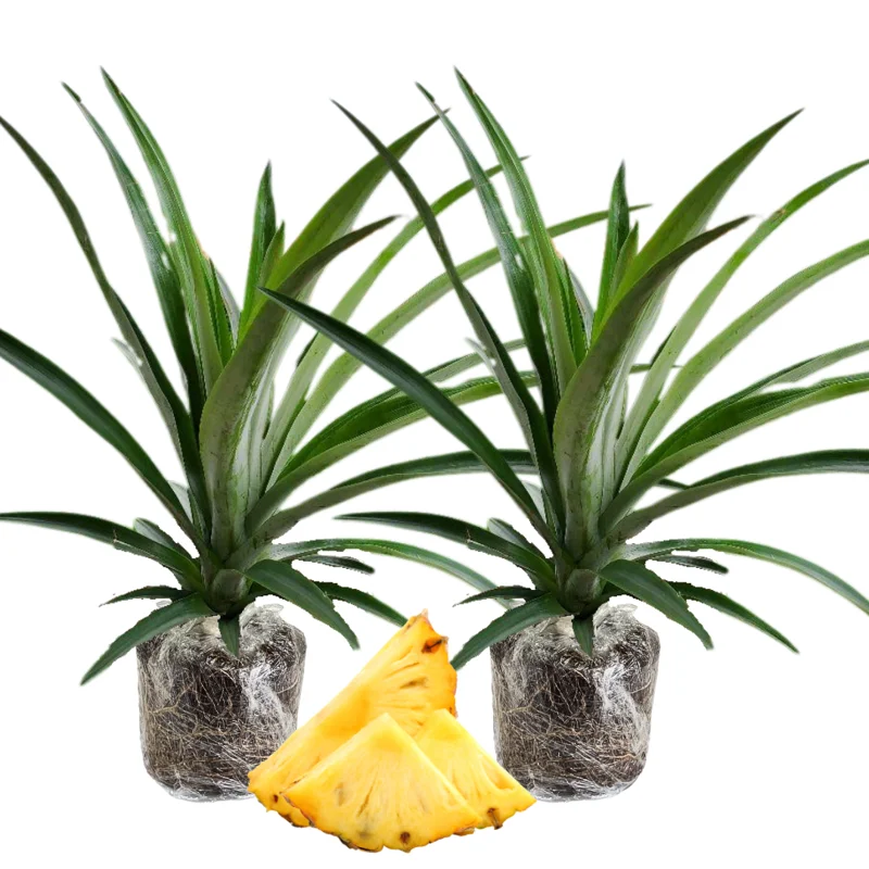 2 Pineapple Plants Live, 5-9 Inc Tall, Pineapple Fruit Trees Live Plants, Pineapple Seedlings