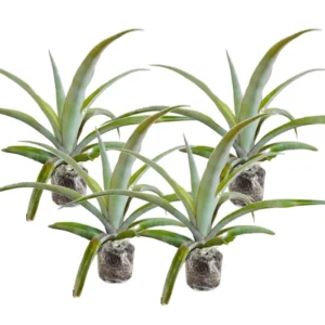 3 Pineapple Plants Live, 5-9 Inch Tall, Tropical Pineapple Fruit Tree Seedlings for Planting