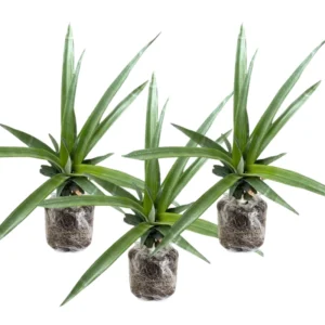 4 Pineapple Fruit Trees Live Plants, Pineapple Seedlings for Backyard Gardening, Pineapple Plants Live