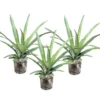 4 Pineapple Fruit Trees Live Plants, Pineapple Seedlings for Backyard Gardening, Pineapple Plants Live