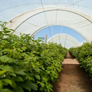 2 Sweet Boysenberry Plants Live, 5-9 Inch Tall, Boysenberry Trees Live Plants, Boysenberry Seedlings