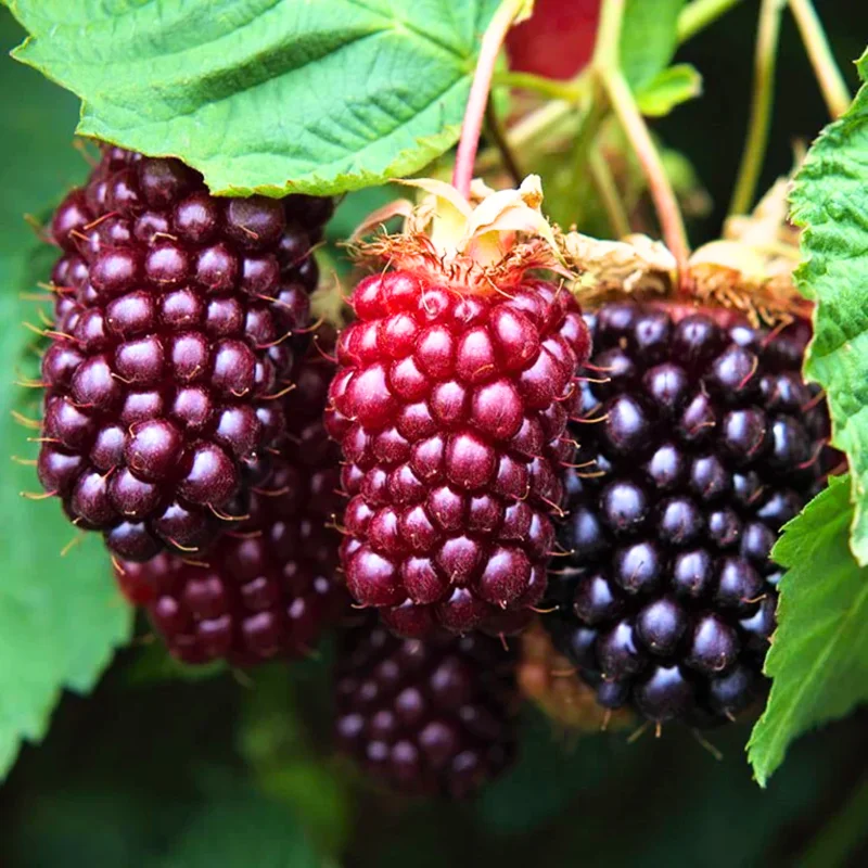 Sweet Boysenberry Plants Live, 2-Pack Boysenberry Seedlings, Fast Growing Fruit Plants, 5-9 Inch Tall