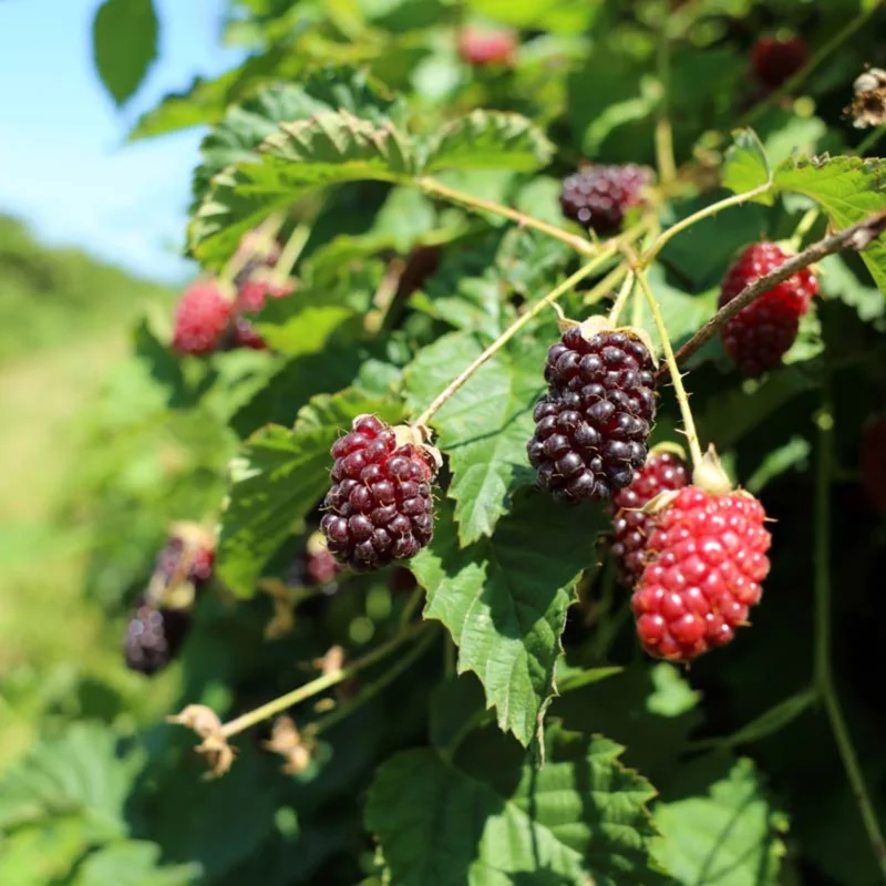 2 Sweet Boysenberry Plants Live, 5-9 Inch Tall, Boysenberry Trees Live Plants, Boysenberry Seedlings