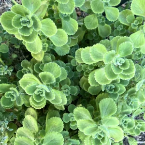 2-Pack Plectranthus Vick Plants Live, 4-6 Inch Well-Rooted Herb for Home Gardens And Landscaping