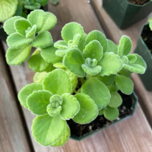 2-Pack Plectranthus Vick Plants Live, 4-6 Inch Well-Rooted Herb for Home Gardens And Landscaping