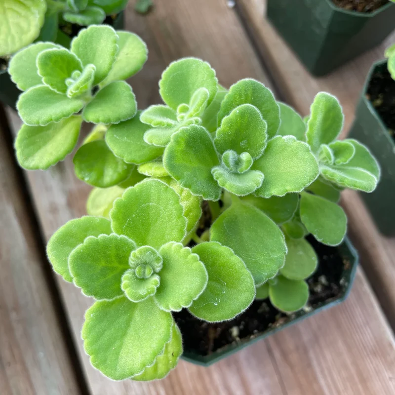 2-Pack Plectranthus Vick Plants Live, 4-6 Inch Well-Rooted Herb for Home Gardens And Landscaping