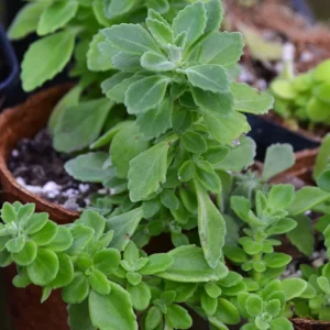 Set 2 Plectranthus Vick Plant Live, Vick Herb Plant, 4-6 Inch Tall For Planting Indoor Outdoor