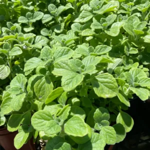 2-Pack Plectranthus Vick Plants Live, 4-6 Inch Well-Rooted Herb for Home Gardens And Landscaping