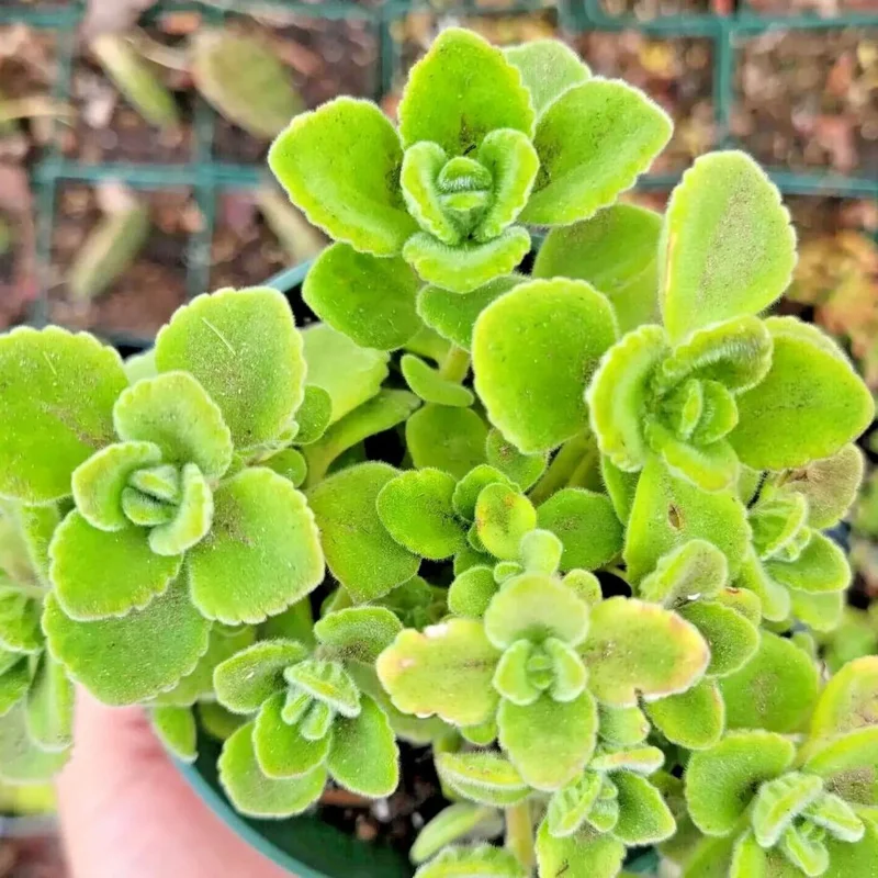 2-Pack Plectranthus Vick Plants Live, 4-6 Inch Well-Rooted Herb for Home Gardens And Landscaping