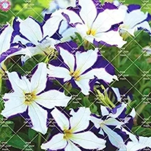 VISTARIC 14: 100pcs Rare Colour Petunia Seeds Bonsai Flower Seeds Short Height Garden Perennial Flowers Seeds Indoor Or Ourdoor Plant Pot 14