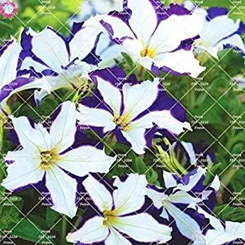 VISTARIC 14: 100pcs Rare Colour Petunia Seeds Bonsai Flower Seeds Short Height Garden Perennial Flowers Seeds Indoor Or Ourdoor Plant Pot 14