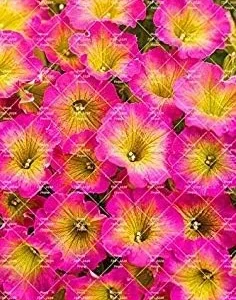 VISTARIC 14: 100pcs Rare Colour Petunia Seeds Bonsai Flower Seeds Short Height Garden Perennial Flowers Seeds Indoor Or Ourdoor Plant Pot 14
