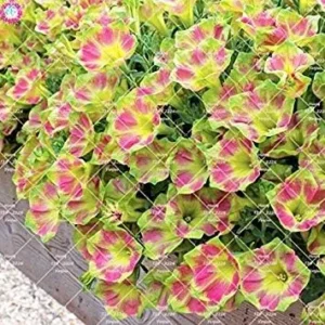 VISTARIC 14: 100pcs Rare Colour Petunia Seeds Bonsai Flower Seeds Short Height Garden Perennial Flowers Seeds Indoor Or Ourdoor Plant Pot 14