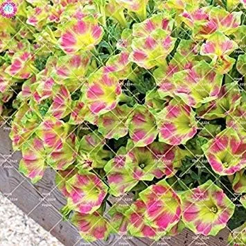 VISTARIC 14: 100pcs Rare Colour Petunia Seeds Bonsai Flower Seeds Short Height Garden Perennial Flowers Seeds Indoor Or Ourdoor Plant Pot 14