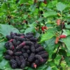 2 Mulberry Plants Live, 5-9 Inch Tall, Mulberry Fruit Trees Live Plants, Mulberry Seedlings