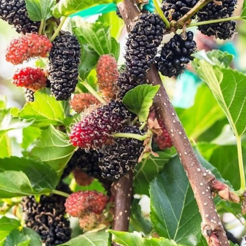 Mulberry Tree Live Plant, Mulberry Bushes for Home Gardens, Mulberry Plant Live, Mulberry Fruit, 5-9 Inc Tall