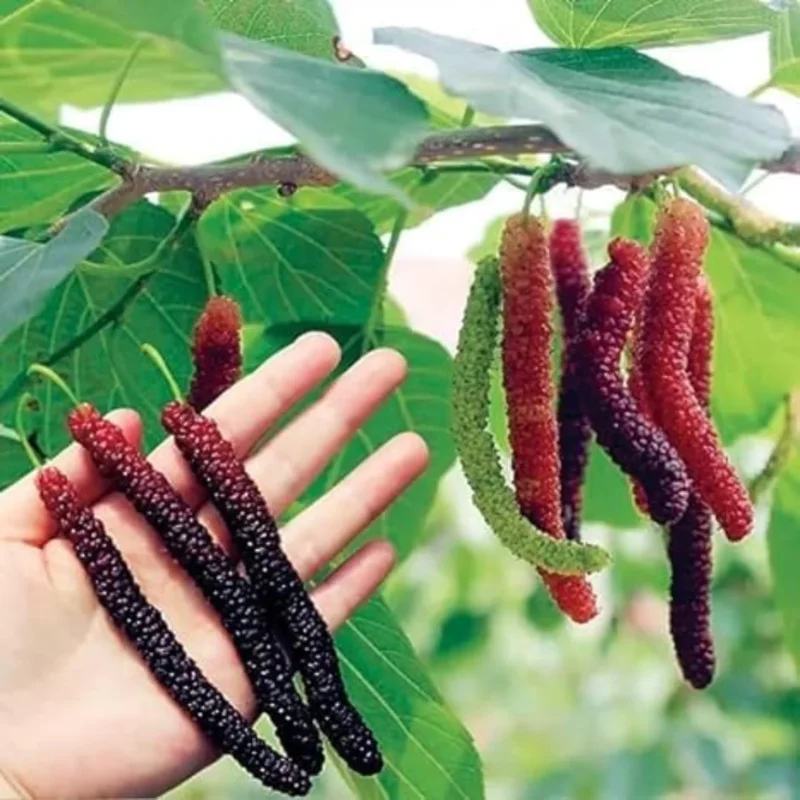 Mulberry Tree Live Plant, Mulberry Bushes for Home Gardens, Mulberry Plant Live, Mulberry Fruit, 5-9 Inc Tall
