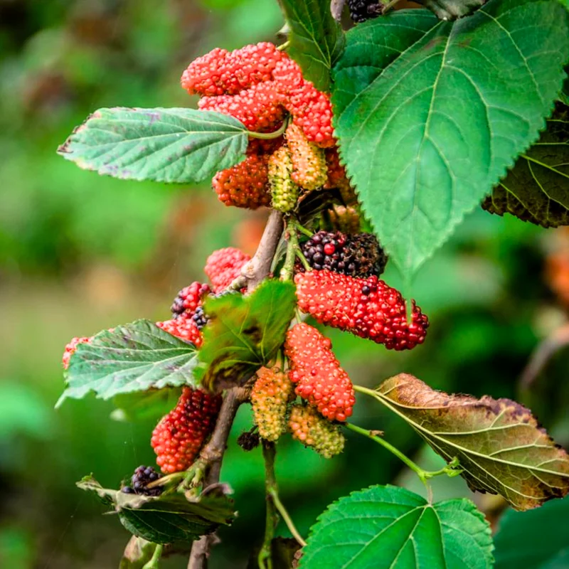 Mulberry Tree Live Plant, Mulberry Bushes for Home Gardens, Mulberry Plant Live, Mulberry Fruit, 5-9 Inc Tall