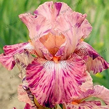 Vistaric 50pcs/Bag Iris Seeds, Perennial Bonsai Plant Butterfly iris Flower Seeds for Home Garden Planting, Easy to Grow 10