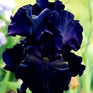 Vistaric 50pcs/Bag Iris Seeds, Perennial Bonsai Plant Butterfly iris Flower Seeds for Home Garden Planting, Easy to Grow 10