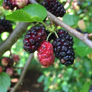 Illinois Everbearing Mulberry Seedlings