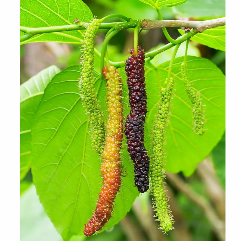 2-Pack Mulberry Plants Live, Mulberry Fruit Trees, Hardy Mulberry Trees Live Plants, Mulberry Seedlings, 5-9 Inch Tall