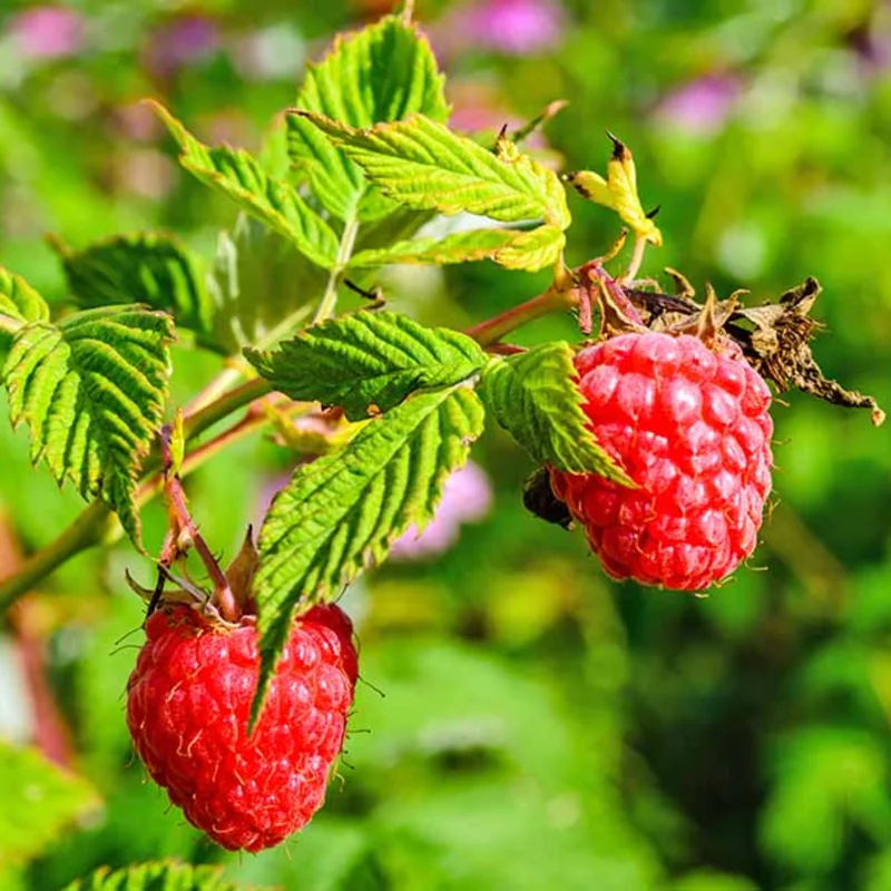 Set 2 Raspberry Plants Live, Raspberry Trees Live Plants, Raspberry Seedlings, 5-9 Inc, Raspberry Fruits Trees