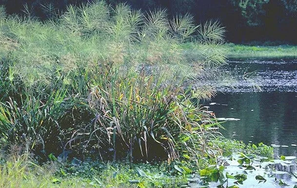 Wild Rice Seeds - Grow Your Own - GMO Free - Organic - 100 Seeds