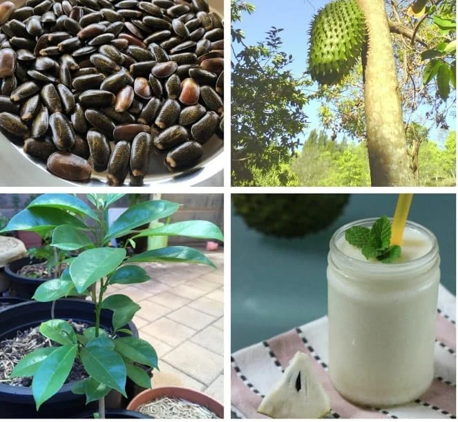 Soursop Seeds - Graviola - Custard Apple - Fruit Tree - 10 Seeds