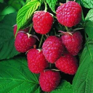 Caroline Red Raspberry Plants